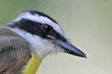 _MG_3164 Great Kiskadee.jpg