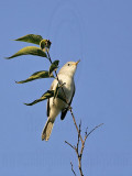 _MG_3306 Blue-gray Gnatcatcher.jpg