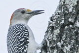 _MG_2862 Golden-fronted Woodpecker.jpg