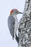 _MG_2880 Golden-fronted Woodpecker.jpg