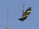 _MG_3281 Golden-fronted Woodpecker.jpg