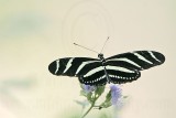 _MG_2490 800.jpg