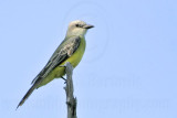 _MG_2700 Kingbird.jpg