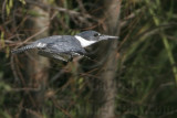 _MG_2518 Belted Kingfisher.jpg