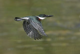 _MG_5811 Green Kingfisher.jpg