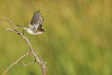 _MG_0687 Eastern Phoebe.jpg