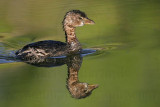 _MG_2215 Pied-billed Grebe.jpg