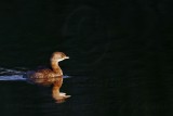_MG_7556 Pied-billed Grebe.jpg