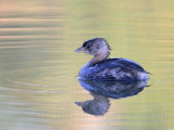 _MG_8518 Pied-billed Grebe.jpg