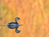 _MG_8535 Pied-billed Grebe.jpg