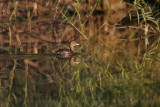 _MG_8544 Pied-billed Grebe.jpg