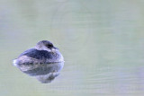 _MG_8563 Pied-billed Grebe.jpg