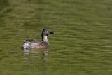 _MG_2695 Least Grebe.jpg
