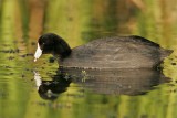 _MG_1989 American Coot.jpg