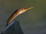 _MG_1070 Anhinga.jpg