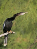 _MG_2497 Anhinga.jpg