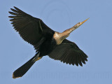 _MG_6442 Anhinga.jpg
