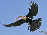 _MG_6688 Anhinga.jpg