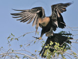_MG_6691 Anhinga.jpg