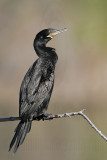 _MG_3812 Neotropic Cormorant.jpg