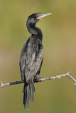 _MG_4125 Neotropic Cormorant.jpg