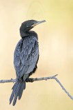 _MG_4385 Neotropic Cormorant.jpg