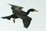 _MG_4430 Neotropic Cormorant.jpg