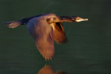 _MG_7903 Neotropic Cormorant.jpg