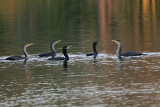 _MG_4697  Neotropic CormorantDouble-crested Cormorant.jpg