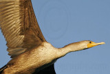 _MG_4553 Double-crested Cormorant.jpg