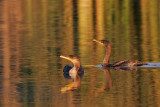 _MG_7821 Double-crested Cormorant.jpg