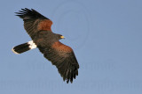 _MG_3959 Harriss Hawk.jpg