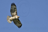 _MG_7892 Red-tailed Hawk.jpg