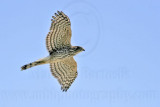_MG_6998 Coopers Hawk.jpg