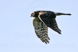 _MG_0254 Northern Harrier.jpg