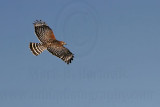 _MG_7919 Red-shouldered Hawk.jpg