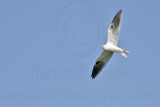 _MG_9313 White-tailed Kite.jpg