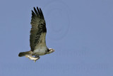 _MG_0045 Osprey.jpg