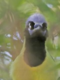 _MG_0890 Green Jay.jpg