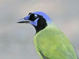 _MG_1171 Green Jay.jpg