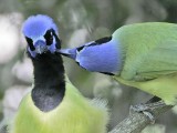 _MG_1383 Green Jay.jpg