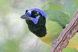 _MG_1416 Green Jay.jpg
