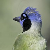 _MG_1559 Green Jay.jpg