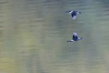 _MG_9647 Green Kingfisher.jpg