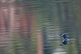 _MG_9648 Green Kingfisher.jpg