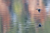 _MG_9650 Green Kingfisher.jpg