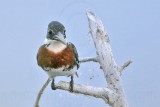 _MG_9749 Green Kingfisher.jpg