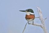 _MG_9793 Green Kingfisher.jpg