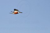 _MG_9833 Ringed Kingfisher.jpg