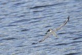 _MG_9915 Ringed Kingfisher.jpg